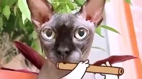 The cat plays the flute 🔥