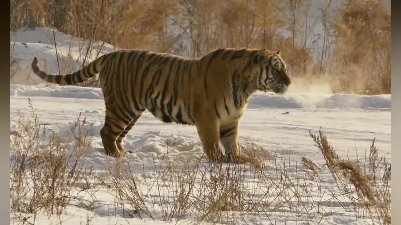 Biggest Animals Ever Captured