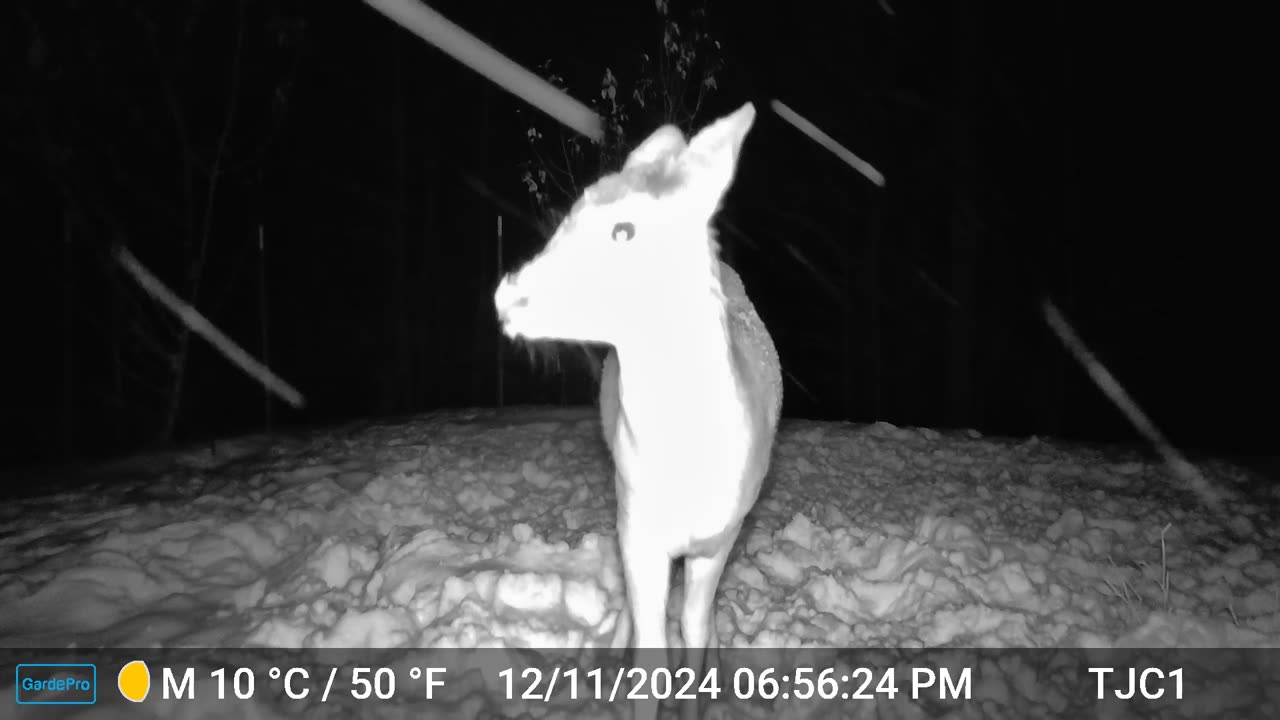 Young Deer Sniffing Camera