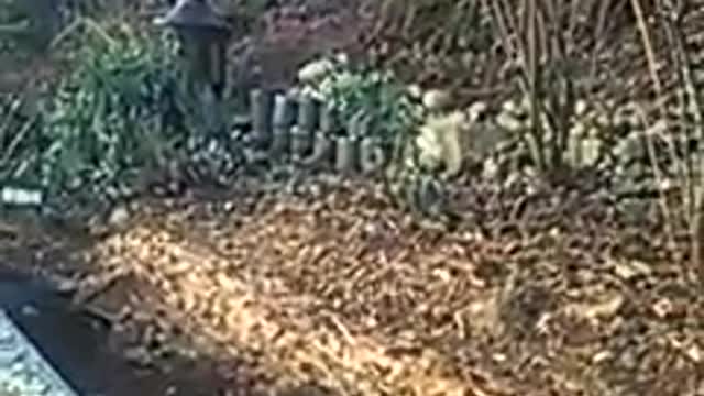 New Year Day garden