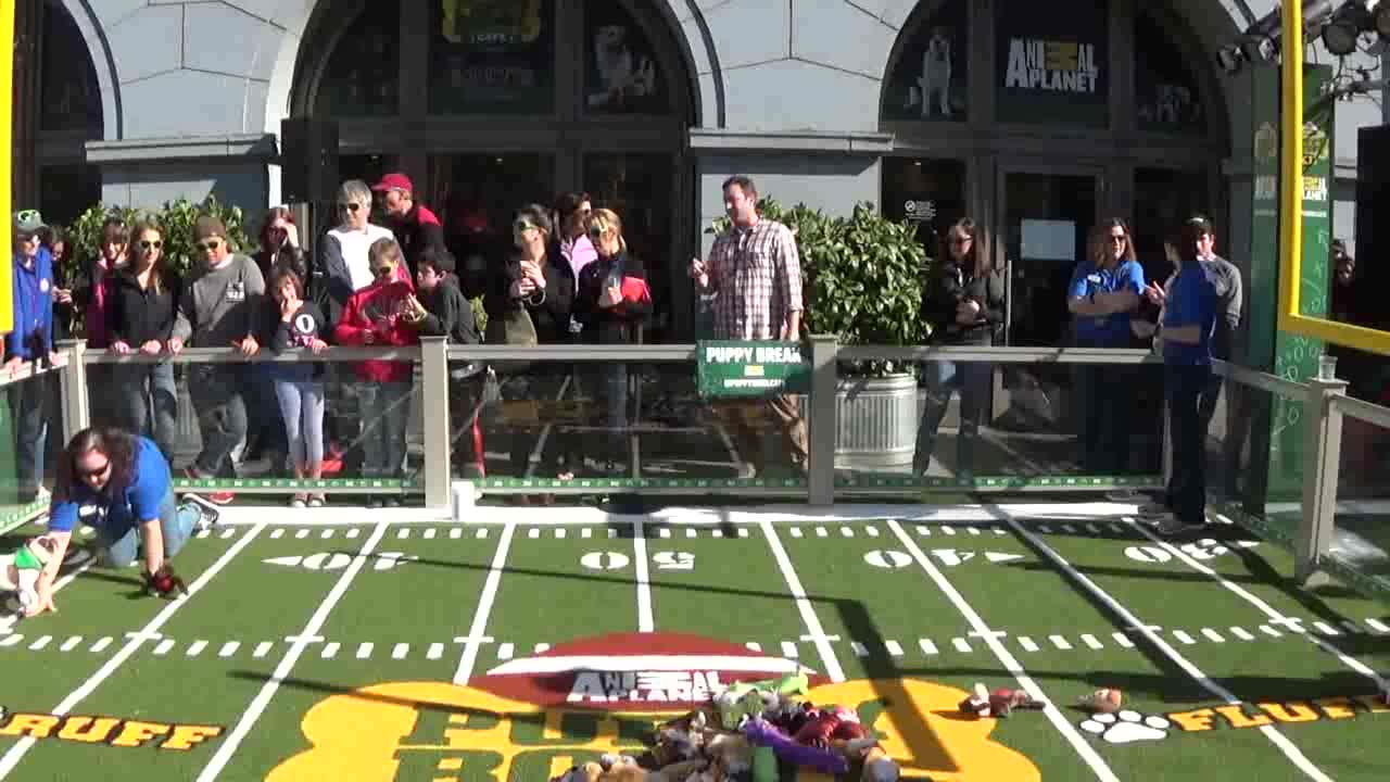 Puppy Bowl XII — Live in San Francisco #2