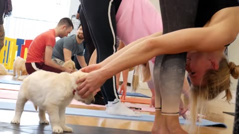 Yoga with Puppies - Pets Yoga - London - Labrador Retrievers Puppies