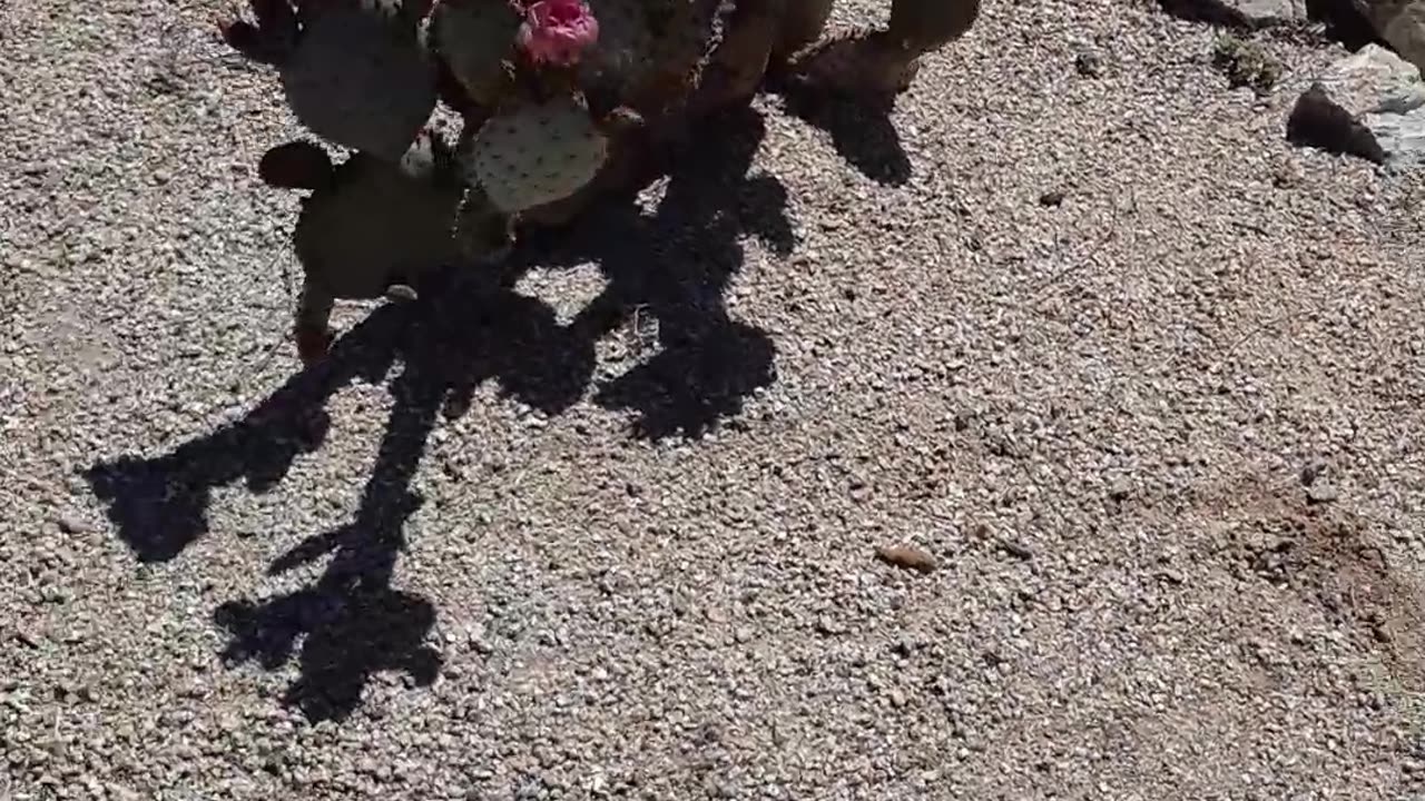 Brinton Desert Botanical Garden in Mesa, AZ God help us protect this land