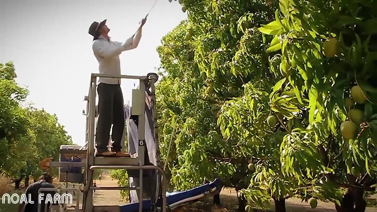 Mango Harvesting Machine - How to Mango Picking - Mango Farm Agriculture Technology