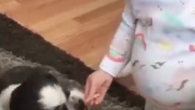 Funny Dogs Video Just For Laugh