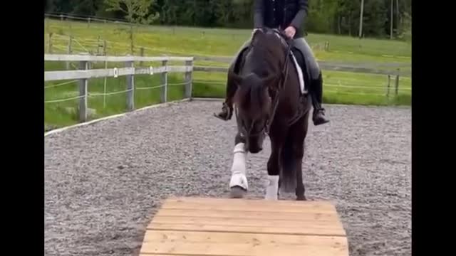 Horse SOO Cute! Cute And funny horse Videos Compilation cute moment #22