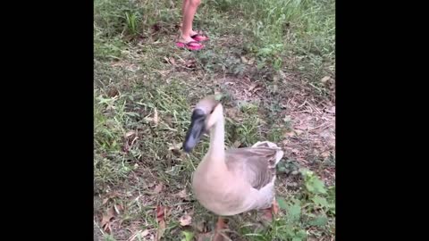 Abi and her goose, 3 months later