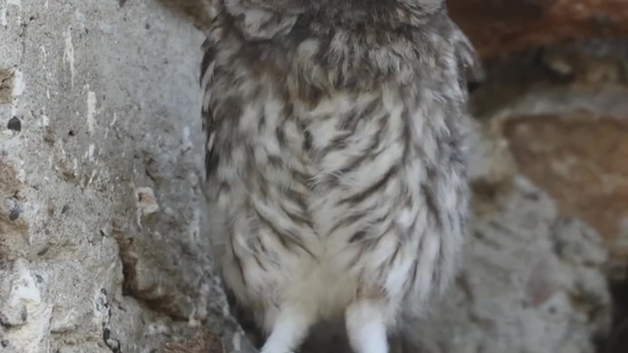 Funny video owl dancing