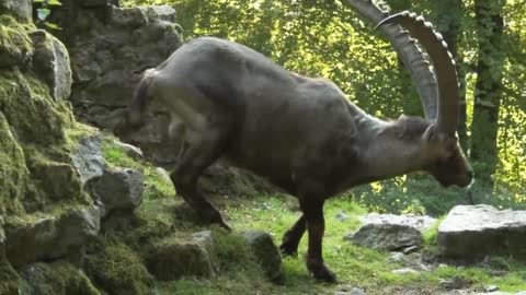 ¡¡¡ Estas CABRAS de montaña Desafían a la MUERTE !!!5