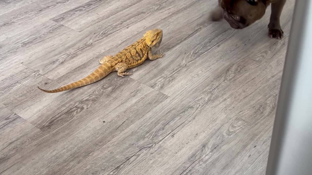 Bearded Dragon and French Bulldog Play Together