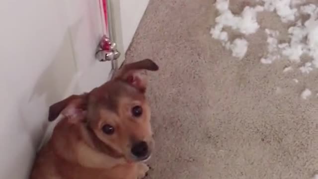 Who thinks Molly is guilty