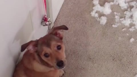 Who thinks Molly is guilty