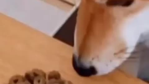 Funny animal