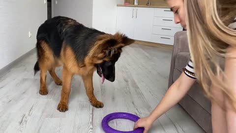 German Shepherd Puppy kindly asks owner to play with him