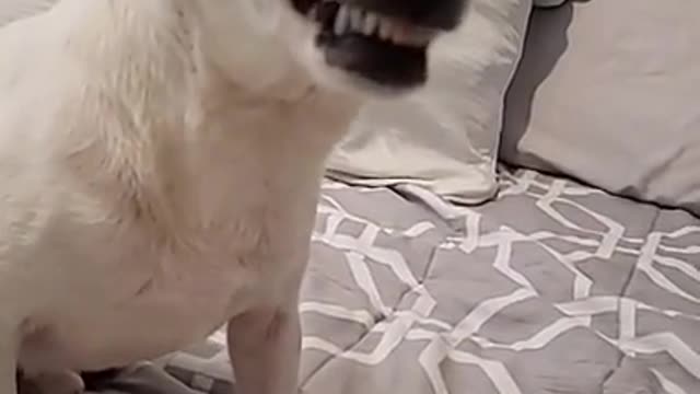 Cute And Funny Pets Try Not To Laugh To These Pets Compilation 54 @anupctg