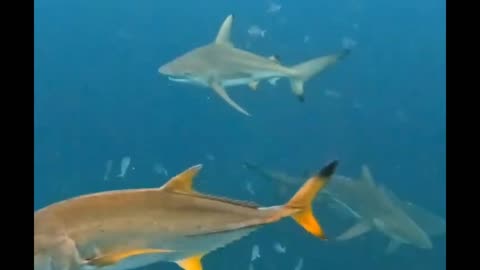 wow lots of fish and little sharks 🦈 🐟