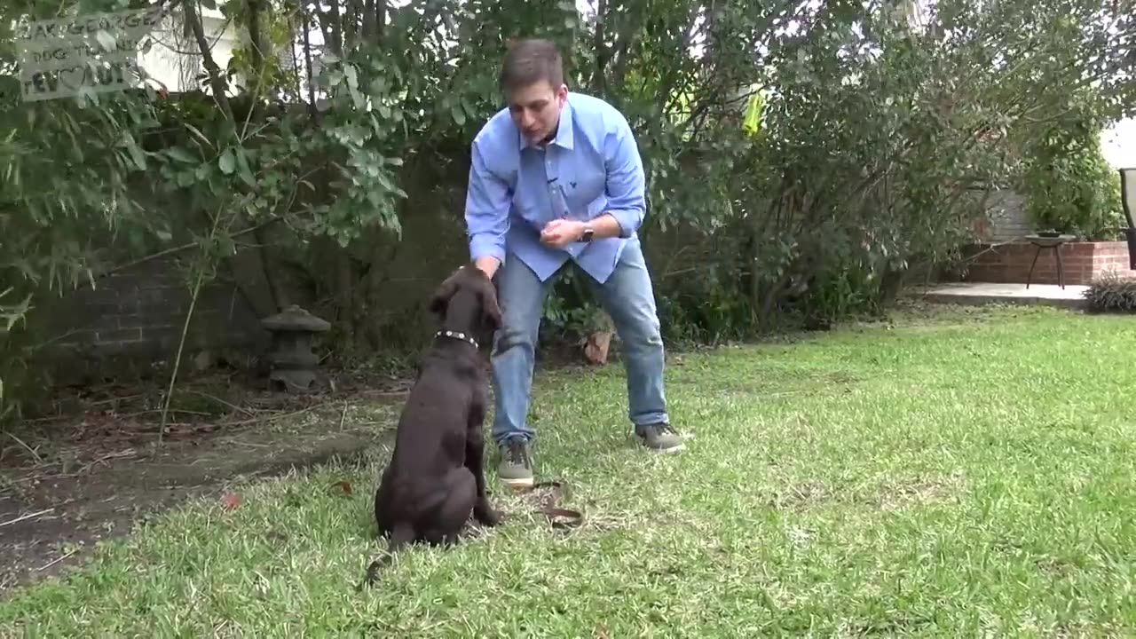 How to Teach your Dog to Stay in 3 Steps Force Free!