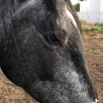 REAL CDN COWBOY- Rescued Horse