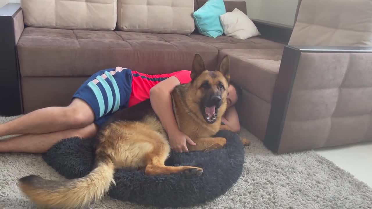 Golden Retriever won't let me and German Shepherd be in his bed