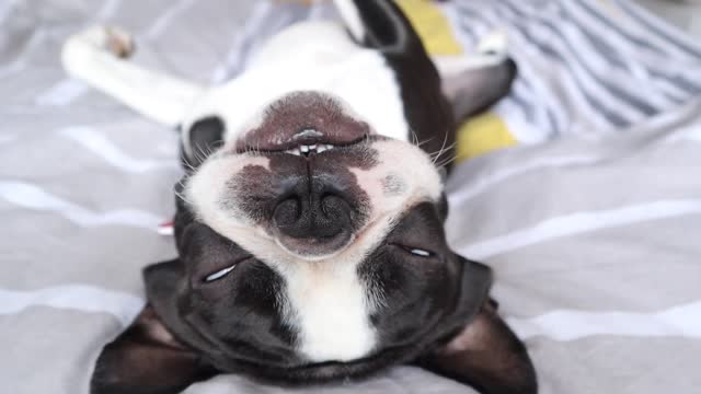 Cute Boston Terrier Snoring (dog snoring)