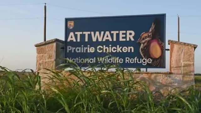Counting Quail at Attwater (Audio Described)_1