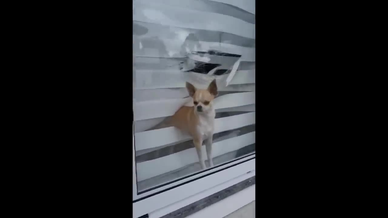 UNUSUAL MEMES COMPILATION V2