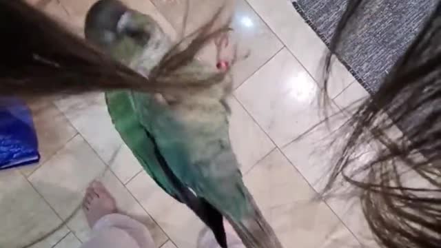 Green Cheeked Conure Climbs Hair Like a Spy