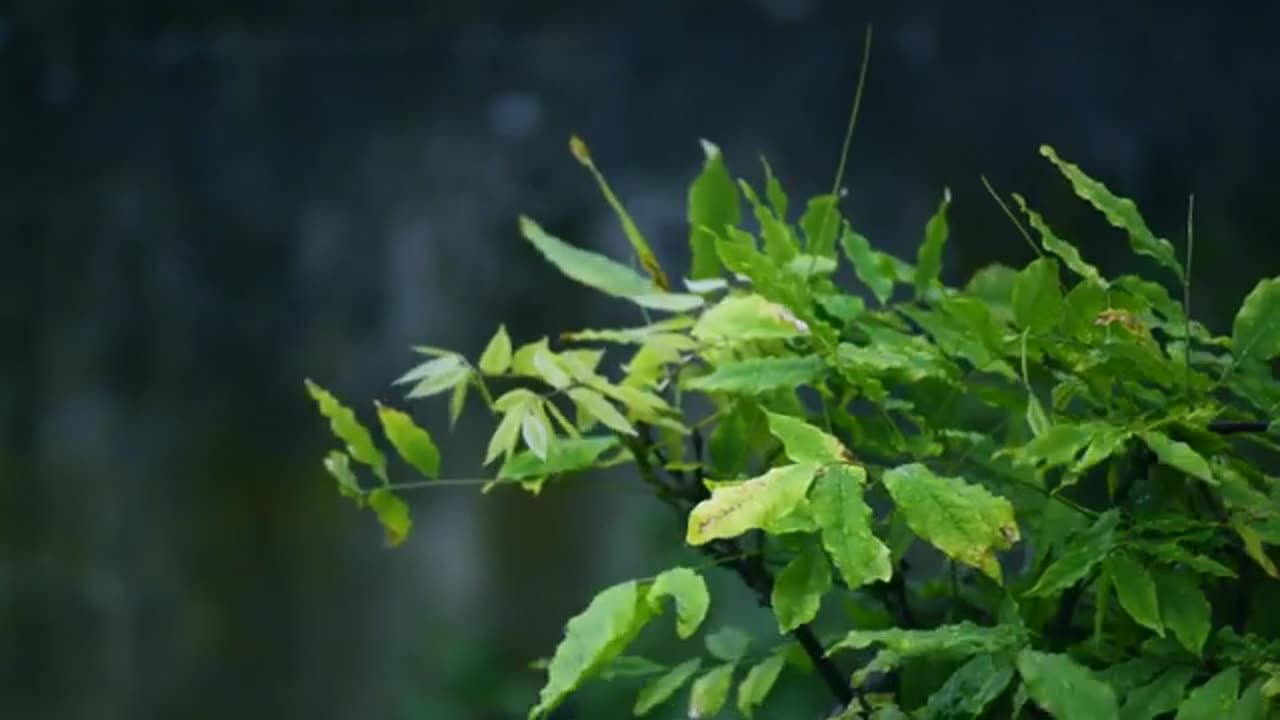 Rain Night Forest Nature Videos.