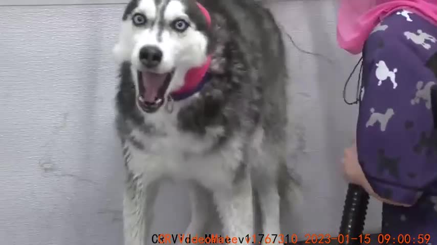 Lunatic Husky swears at me her whole groom