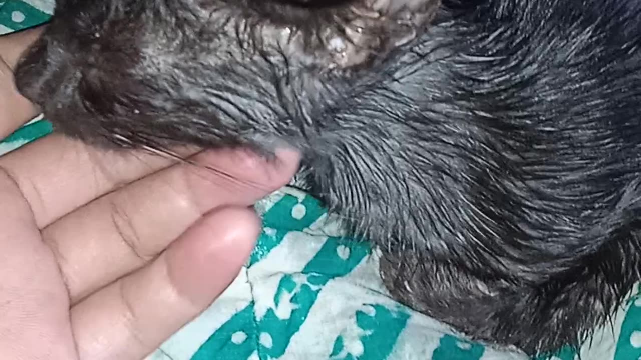 Catblack sad