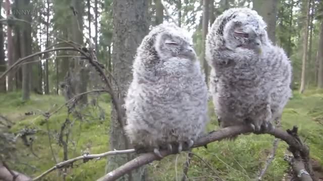 Funny & Cute Owls