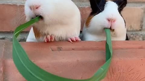 Guinea pigs eat