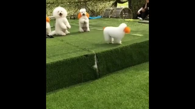 Amazing Funniest Dog Jump