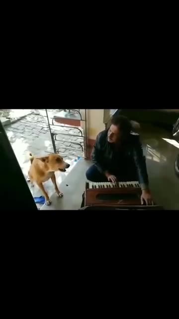 Funniest_Animals_cat & DOGS &, more_Videos_Will_Make_You_Laugh_#28_-_Funny_Animal_Videos2023