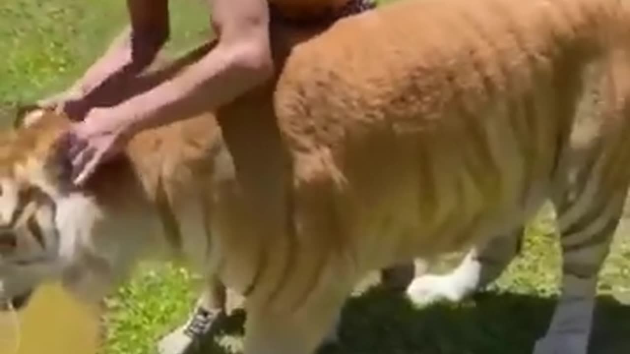 Best Funny Animal Videos of the year (2023)