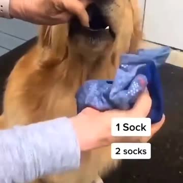 Brown dog in the kitchen. strange movements. with his owner. He tak his mouth.