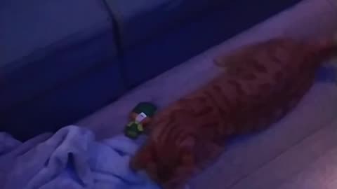 Last video of Ginger