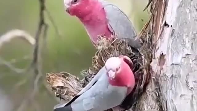 Fine pink birds are wonderful