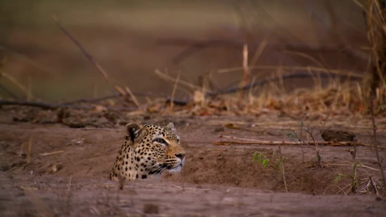 Wild life