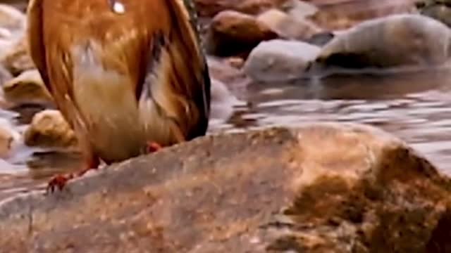 Small birds eat big fish