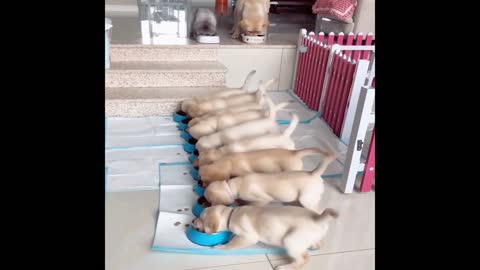 Funniest & Cutest Labrador Video!