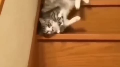 Funny cats comdy moments