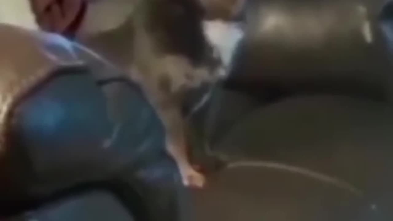 Funny Animal Videos 2024 Best Dogs And Cats Videos πΊπ #85