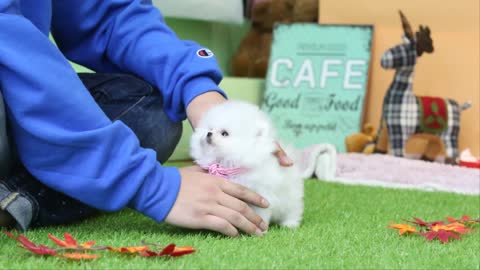 Ice White Coat Pomeranian . - Teacup Puppies