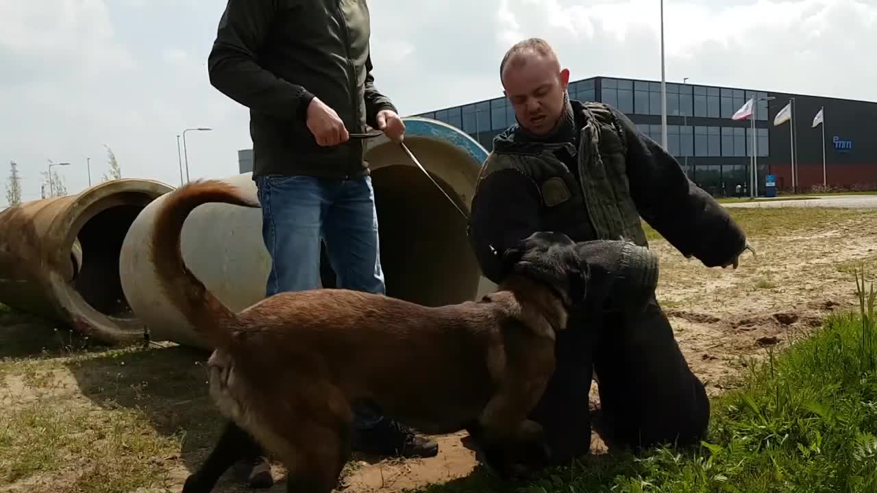 Malinois Zeus, bite trainen