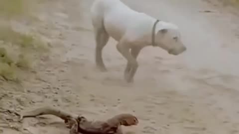 Dog fight against cobra 🐍