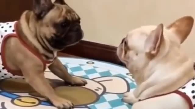 My cute dogs | funny dogs #shots