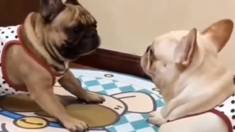 My cute dogs | funny dogs #shots