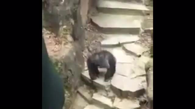 Monkey throws poop at grandma! Hilarious video!