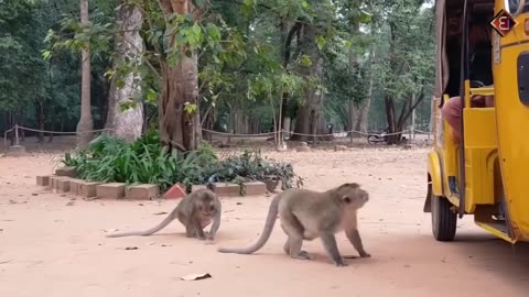 Funny videos##plz like and follow